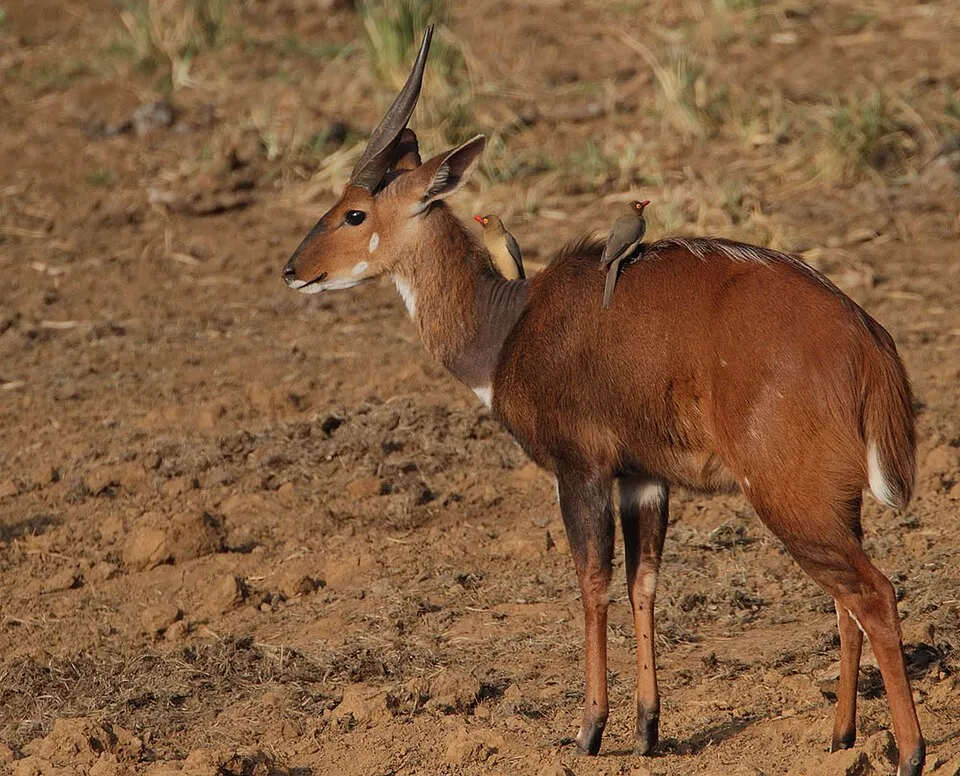 Bushbuck - Antílope pequeño a mediano que se encuentra en áre...