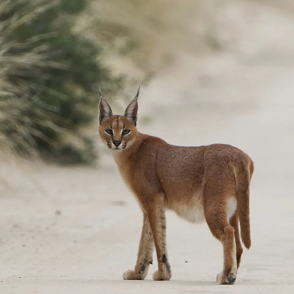 Caracal - Gato salvaje de tamaño mediano con orejas con mech...