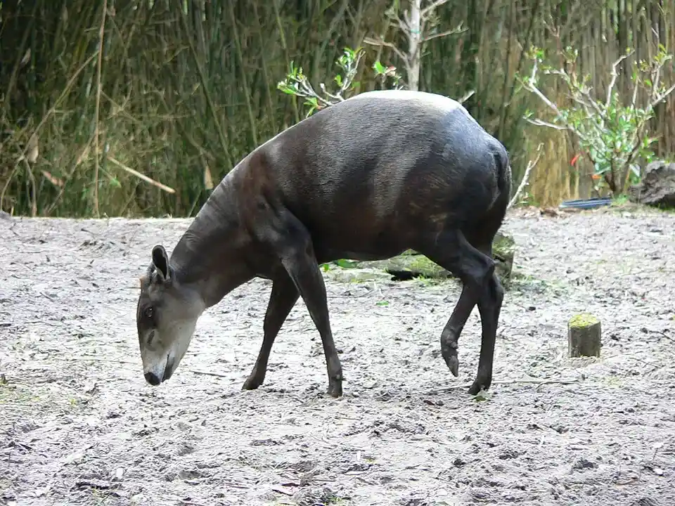 Duiker - Pequeño antílope forestal con comportamiento de bu...