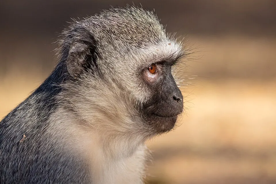 Mono - Primate inteligente que se encuentra en varios háb...