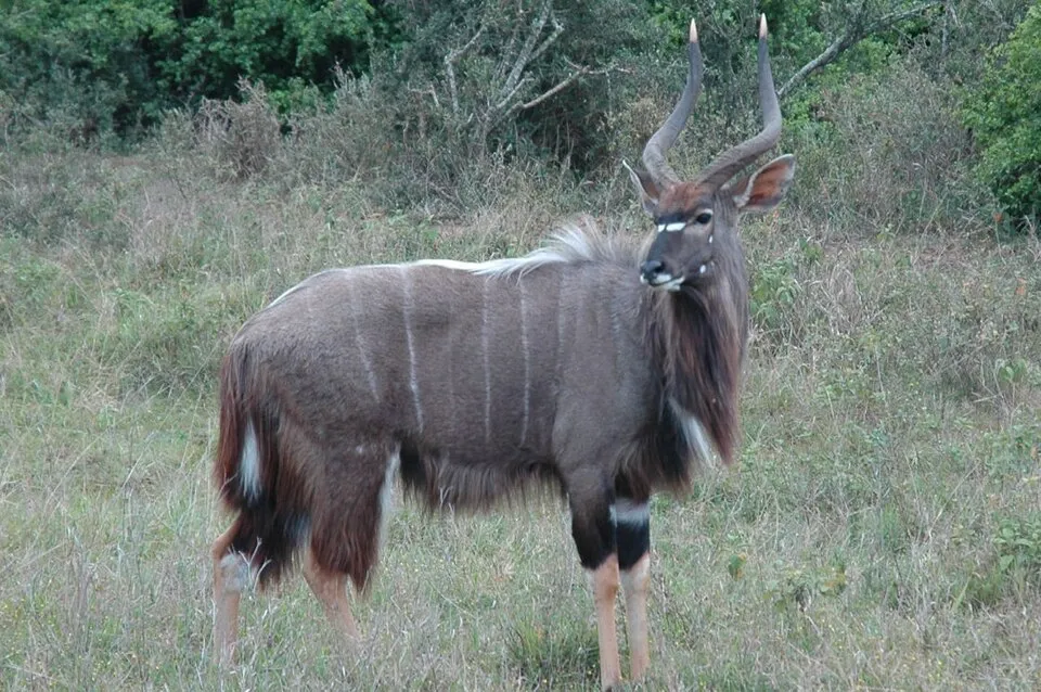 Nyala - Antílope de cuernos en espiral con dimorfismo sexu...