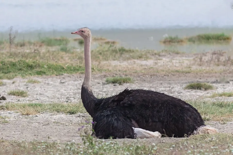 Avestruz - El ave viva más grande, no voladora pero increíble...