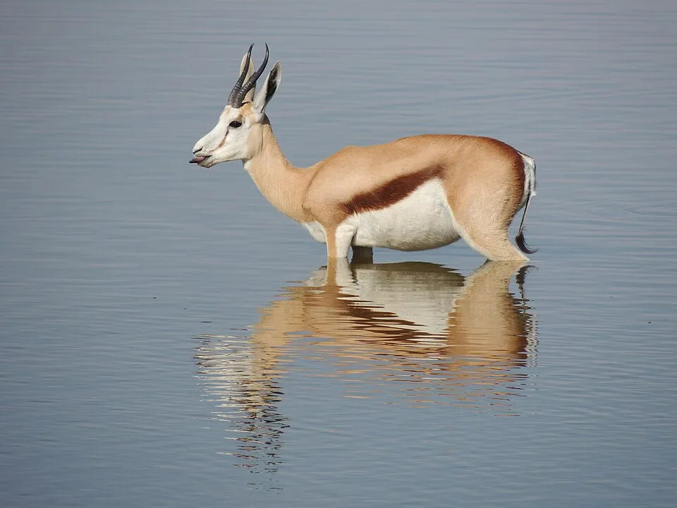 Saltarín - Pequeño antílope famoso por sus saltos pronking.