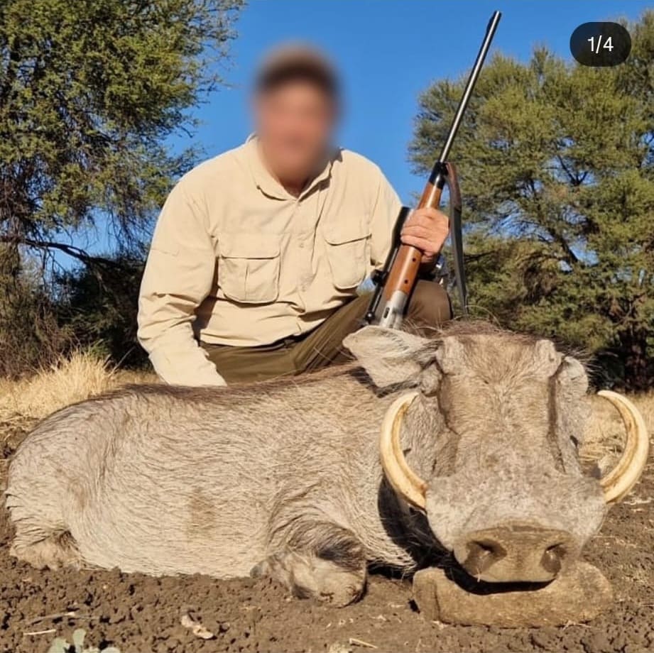 Magnífico Facóquero cazado en Sudáfrica