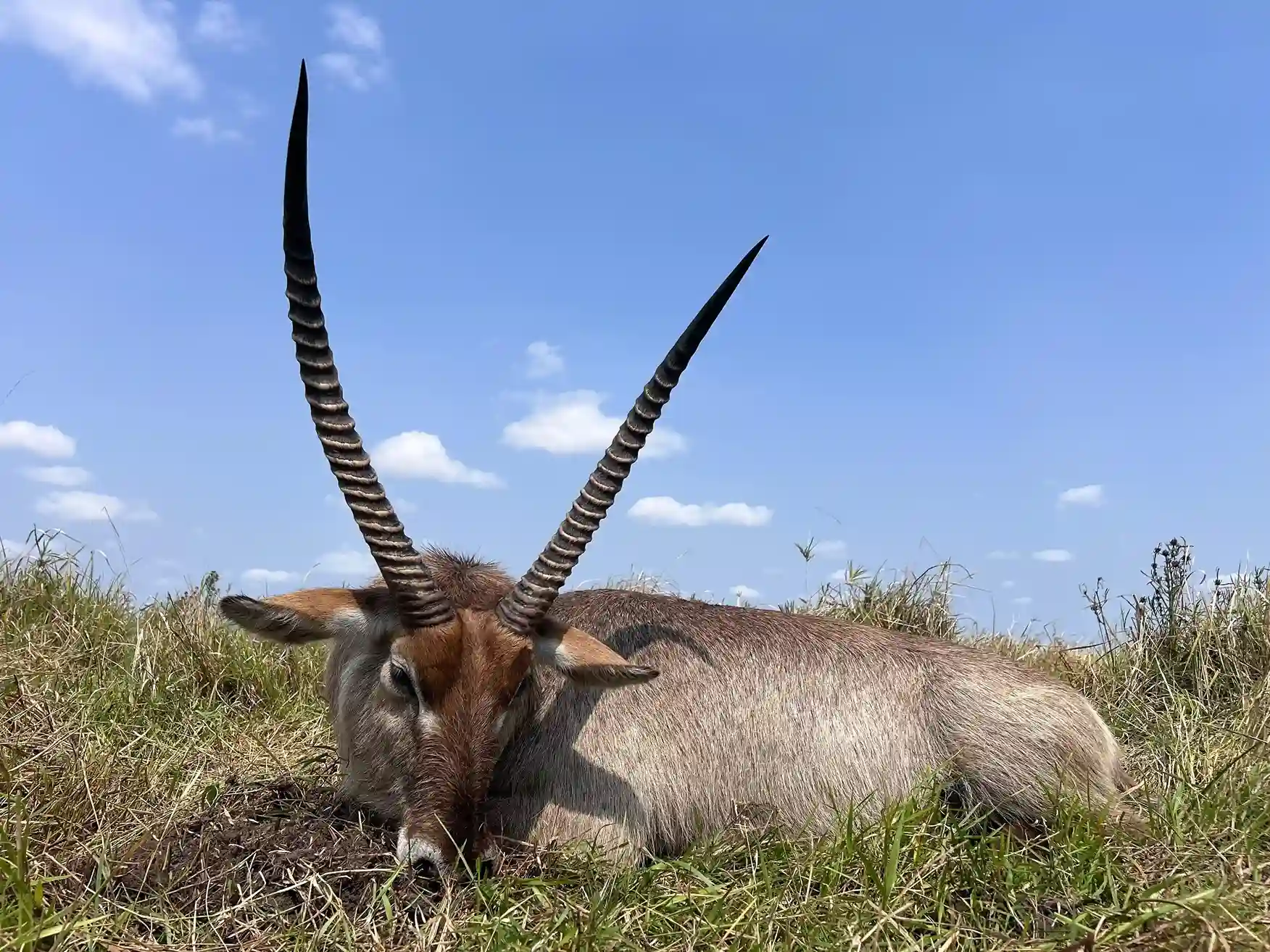 Paquete Élite - Imagen 4