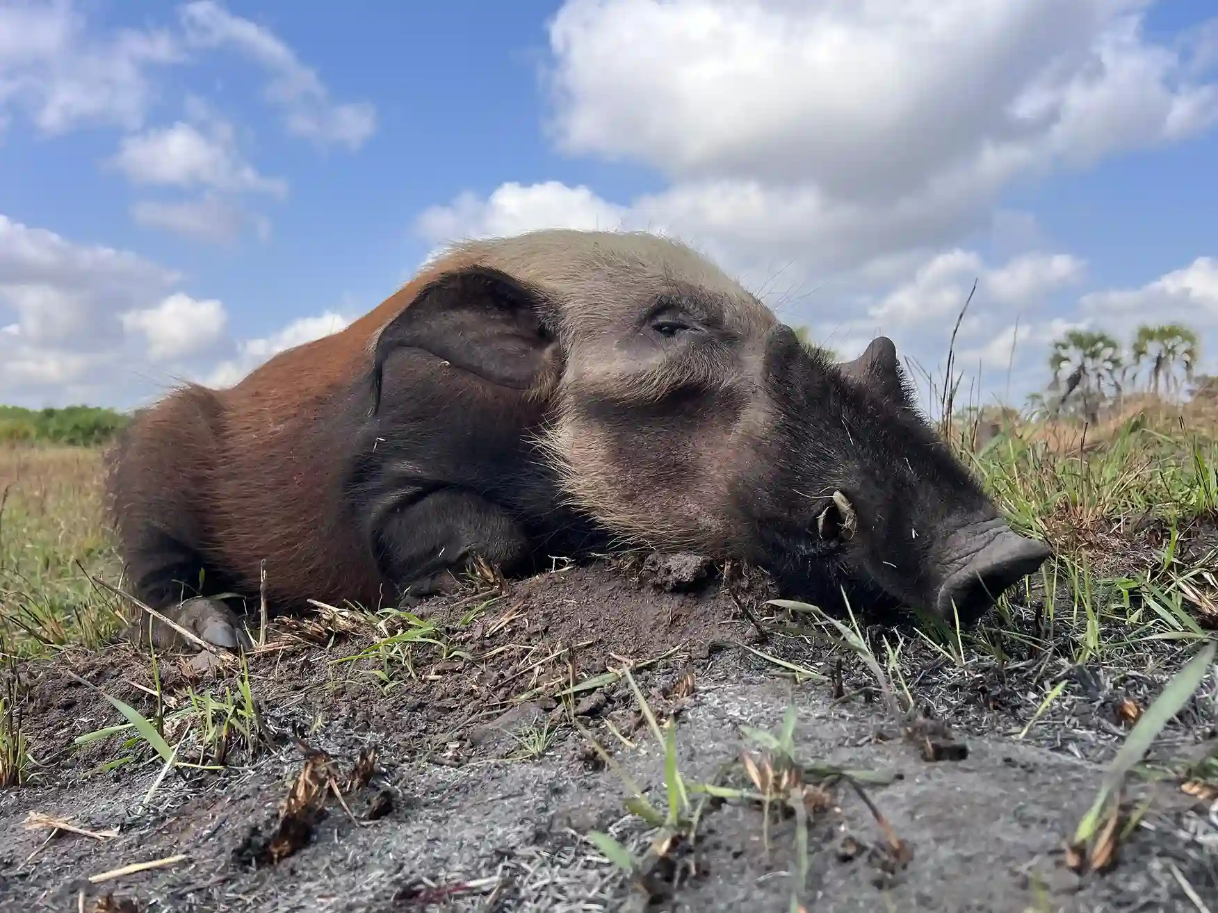 Paquete Élite - Imagen 5