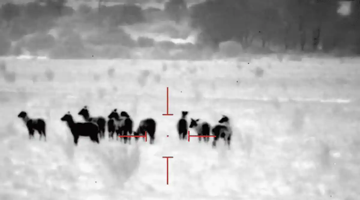 Imagen de Night Owl Paquete